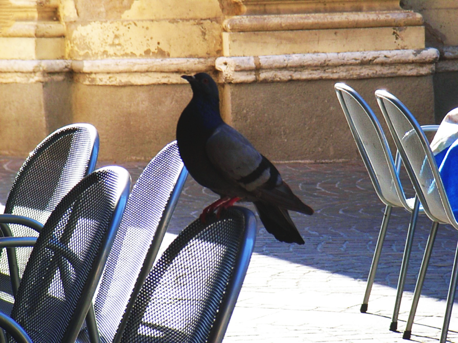 Taube_Maroni