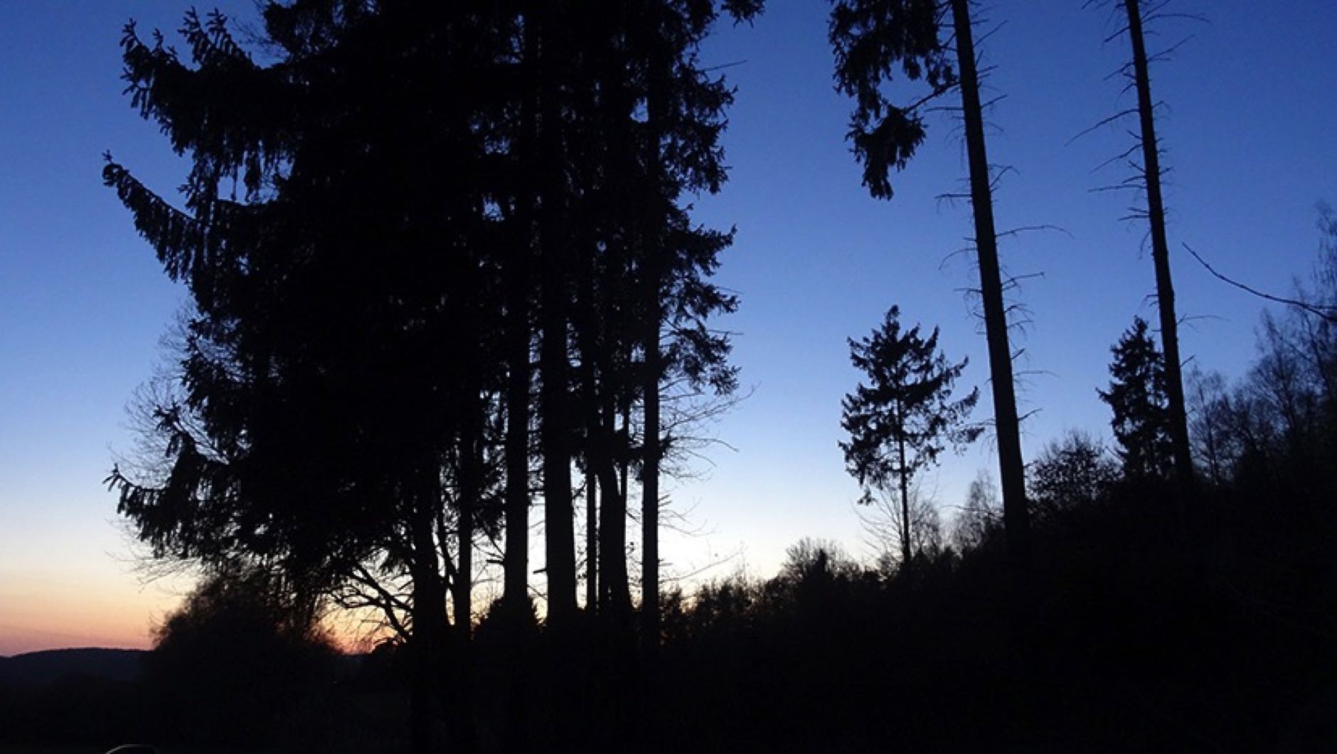 Wald am Abend
